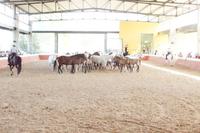 Die Stuten sind da, noch herrscht orientierendes durcheinander