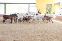 Die Stuten sind da, noch herrscht orientierendes durcheinander