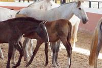 Hat jedes Fohlen seine Mutter gefunden?