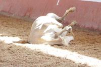 Hier bin ich Mensch, hier darf ich sein. 