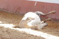So ein Gaul ist eben auch nur ein Mensch.