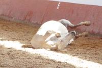So ein Gaul ist eben auch nur ein Mensch.