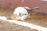 So ein Gaul ist eben auch nur ein Mensch.