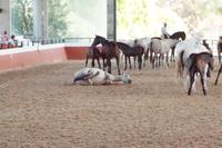 Pferde sind auch nur Menschen! 