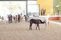 Was interessiert uns denn, wenn die anderen schon lostraben? 