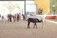 Was interessiert uns denn, wenn die anderen schon lostraben? 