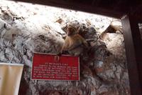 Was so alles für Affen 