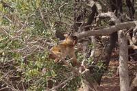 Jungaffe in Acebuche (Acebuche = wilde Olive) 