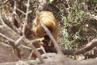 Wenn man genau hinschaut, siebt man das Kleine in den Armen der Mutter 