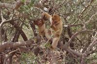 Rangeleien unter Geschwistern(?)