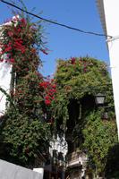 Bougainvilleen in Marbella