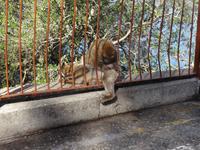 Die legendären Affen von Gibraltar