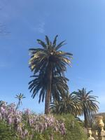 Strahlend blauer Himmel und Palmen erwarten unsere Eberhardt-Gruppe in Sevilla