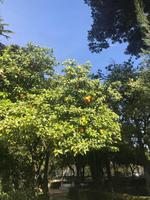 blühende und duftende Orangenbäume in ganz Sevilla