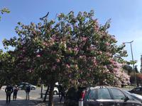 Judasbäume in Sevilla