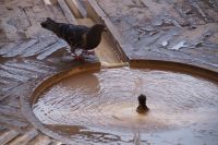 Taube trinkt aus Springbrunnen, Alcazaba de Málaga