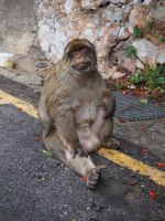 Gibraltar Berberaffen
