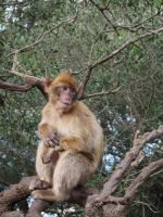 Gibraltar Berberaffen