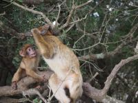 Gibraltar Berberaffen