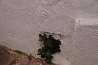 Feigen wachsen überall raus, selbst aus Häusern