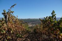 Durch die Weinreben nach Ronda geschaut