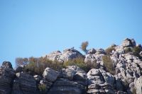 Ein erster Steinbock im Torcal