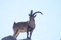 Iberischer Steinbock 