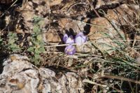 Herbstzeitlose im Torcal