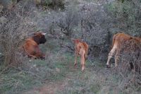 eine Kuh macht Muh - viele Kühe machen Mühe - im Torcal 