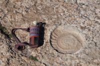 Ammonit (die Flasche fasst 0,7 l) 