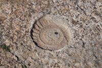 Größenvergleich Ammonit - ein €uro