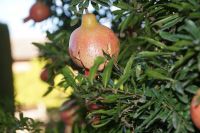 Am Granatapfelstrauch - Alhambra de Granada