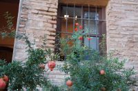 Granatapfelstrauch mit Blüten und Früchten