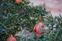 Der geplatzte Granatapfel ist das Wappen von Granada