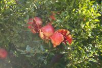 Geplatzte Granatäpfel