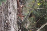 Eichhörnchen in der Alhambra