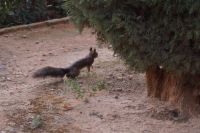 Eichhörnchen in der Alhambra