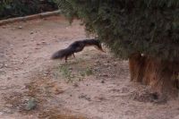 Eichhörnchen in der Alhambra