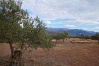 Oliven, im Hintegrund der Pico de la Veleta in der Sierra Nevada