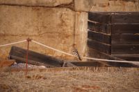 Ein Wiedehopf, der mir oberhalb der Alhambra an der Alberca Rota begegnete 