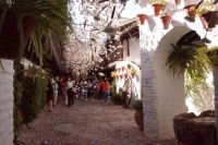 Innenhof des Centro de Flamenco Fósforito anlässlich des Festival Patios de Otoño 