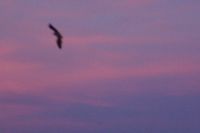 Fledermaus über dem Guadaquivir in der Dämmerung von Córdoba