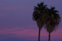 Palmen in der Dämmerung