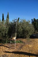 Traditionelle Utensilien für die Olivenernte