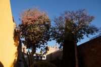 Sevilla, Palo borracho-Bäume in den Reales Alcázares (palo borracho: betrunkener Stock, wegen des flaschenförmigen unteren Teils des Stamms)