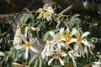 In den Gärten der Universität Sevilla (Fábrica de Tabacos)