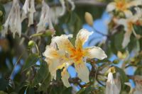 In den Gärten der Universität Sevilla (Fábrica de Tabacos)
