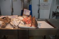 Tintenfisch, Dorade und Katzenhai