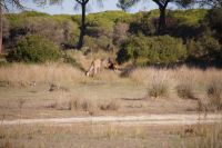 Hirschkuh und -kälber