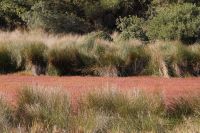 Salzwiesen im Coto de Doñana. Angeblich eignet sich das rote Kraut als Würze für den Salat